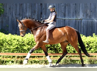 Hannoveraan, Ruin, 6 Jaar, 177 cm, Bruin