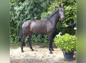 Hannoveraan, Ruin, 6 Jaar, 177 cm, Donkerbruin