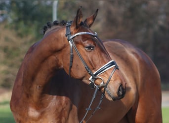 Hannoveraan, Ruin, 6 Jaar, 180 cm, Donkerbruin