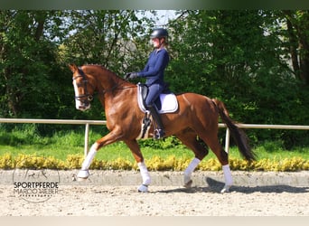 Hannoveraan, Ruin, 6 Jaar, 180 cm, Donkere-vos