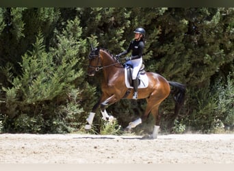 Hannoveraan, Ruin, 6 Jaar, Bruin