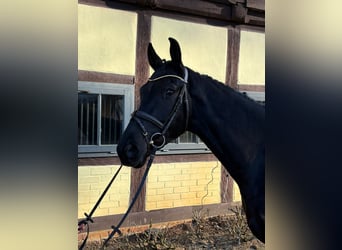 Hannoveraan, Ruin, 6 Jaar