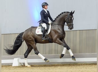 Hannoveraan, Ruin, 6 Jaar, Zwart