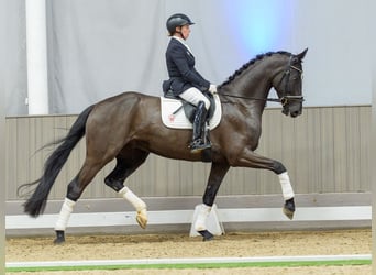 Hannoveraan, Ruin, 6 Jaar, Zwart