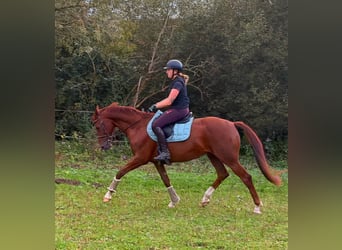 Hannoveraan, Ruin, 7 Jaar, 161 cm, Donkere-vos
