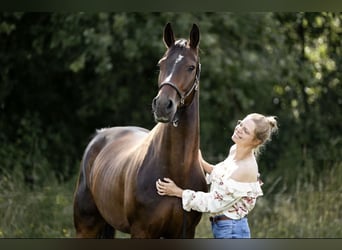Hannoveraan, Ruin, 7 Jaar, 165 cm, Bruin