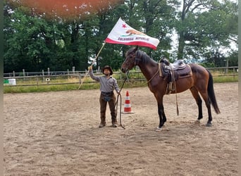 Hannoveraan, Ruin, 7 Jaar, 165 cm, Bruin