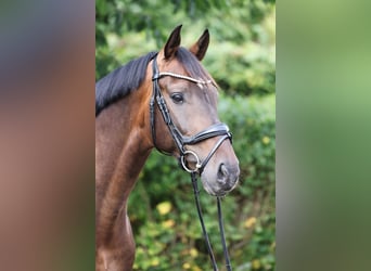 Hannoveraan, Ruin, 7 Jaar, 165 cm, Donkerbruin