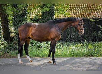 Hannoveraan, Ruin, 7 Jaar, 165 cm, Donkerbruin