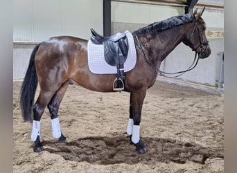Hannoveraan, Ruin, 7 Jaar, 165 cm, Donkerbruin