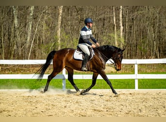 Hannoveraan, Ruin, 7 Jaar, 165 cm, Roodbruin