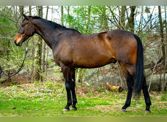 Hannoveraan, Ruin, 7 Jaar, 165 cm, Roodbruin