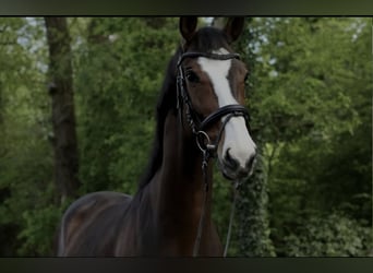 Hannoveraan, Ruin, 7 Jaar, 165 cm, Zwartbruin