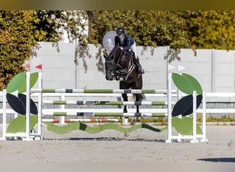 Hannoveraan, Ruin, 7 Jaar, 166 cm, Donkerbruin