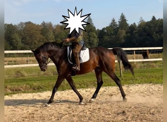 Hannoveraan, Ruin, 7 Jaar, 167 cm, Donkerbruin