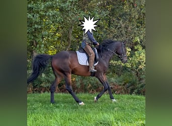 Hannoveraan, Ruin, 7 Jaar, 167 cm, Donkerbruin