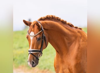 Hannoveraan, Ruin, 7 Jaar, 167 cm, Vos