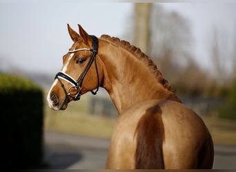 Hannoveraan, Ruin, 7 Jaar, 167 cm, Vos