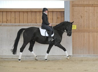 Hannoveraan, Ruin, 7 Jaar, 167 cm, Zwartbruin