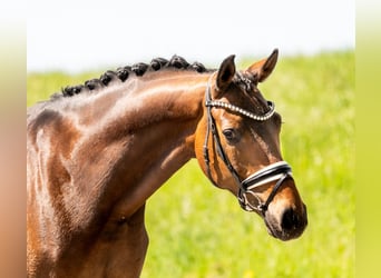Hannoveraan, Ruin, 7 Jaar, 168 cm, Bruin