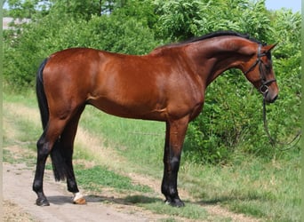 Hannoveraan, Ruin, 7 Jaar, 168 cm, Bruin
