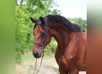 Hannoveraan, Ruin, 7 Jaar, 168 cm, Bruin