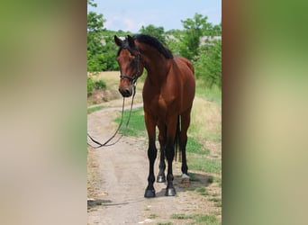 Hannoveraan, Ruin, 7 Jaar, 168 cm, Bruin