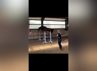 Hannoveraan, Ruin, 7 Jaar, 168 cm, Bruin