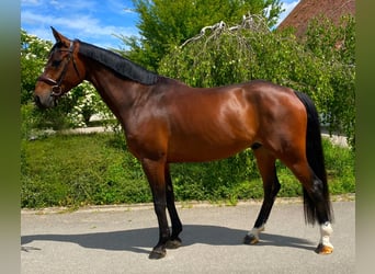 Hannoveraan, Ruin, 7 Jaar, 168 cm, Bruin