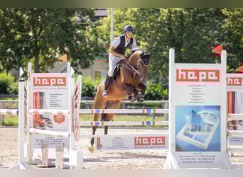 Hannoveraan, Ruin, 7 Jaar, 168 cm, Bruin