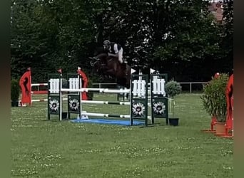 Hannoveraan, Ruin, 7 Jaar, 168 cm, Bruin