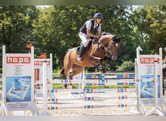 Hannoveraan, Ruin, 7 Jaar, 168 cm, Bruin