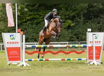 Hannoveraan, Ruin, 7 Jaar, 168 cm, Bruin