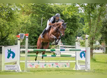 Hannoveraan, Ruin, 7 Jaar, 168 cm, Bruin