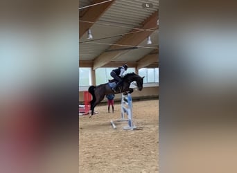 Hannoveraan, Ruin, 7 Jaar, 168 cm, Bruin