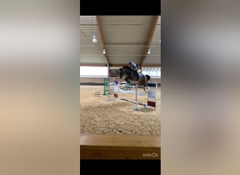 Hannoveraan, Ruin, 7 Jaar, 168 cm, Bruin