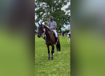 Hannoveraan, Ruin, 7 Jaar, 168 cm, Bruin