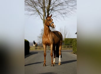 Hannoveraan, Ruin, 7 Jaar, 168 cm, Vos