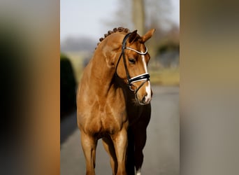 Hannoveraan, Ruin, 7 Jaar, 168 cm, Vos