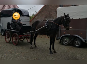 Hannoveraan, Ruin, 7 Jaar, 169 cm, Bruin