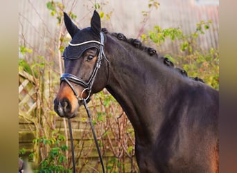 Hannoveraan, Ruin, 7 Jaar, 169 cm, Donkerbruin