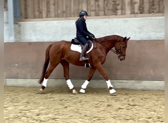 Hannoveraan, Ruin, 7 Jaar, 169 cm, Vos