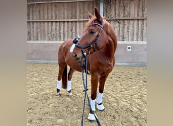 Hannoveraan, Ruin, 7 Jaar, 169 cm, Vos