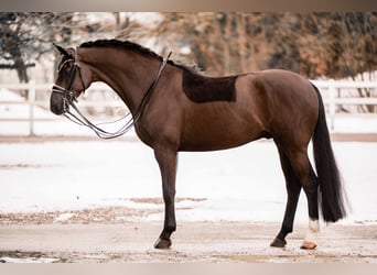 Hannoveraan, Ruin, 7 Jaar, 169 cm, Zwart