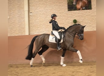 Hannoveraan, Ruin, 7 Jaar, 169 cm, Zwart