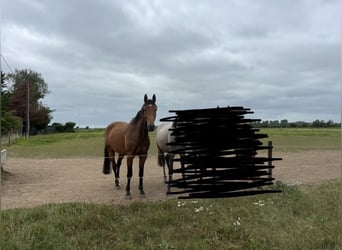 Hannoveraan, Ruin, 7 Jaar, 170 cm, Bruin