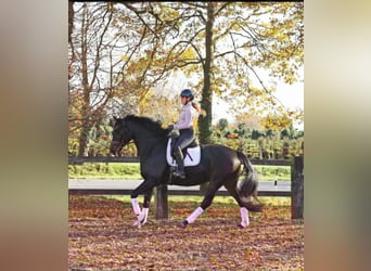Hannoveraan, Ruin, 7 Jaar, 170 cm, Donkerbruin