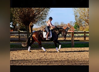 Hannoveraan, Ruin, 7 Jaar, 170 cm, Donkerbruin