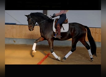 Hannoveraan, Ruin, 7 Jaar, 170 cm, Donkerbruin