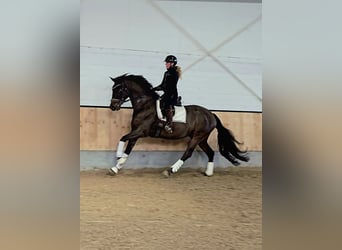 Hannoveraan, Ruin, 7 Jaar, 170 cm, Donkerbruin